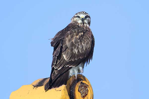 Myszołów włochaty (Buteo lagopus)