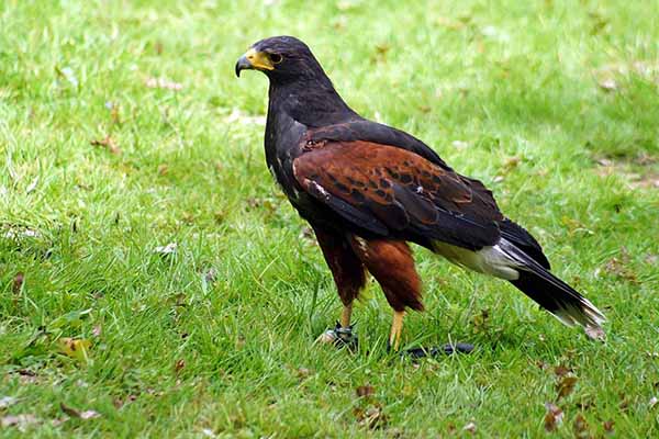 Myszołowiec towarzyski (Parabuteo unicinctus)