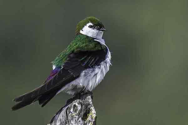 Nadobniczka białoskrzydła (Tachycineta thalassina)