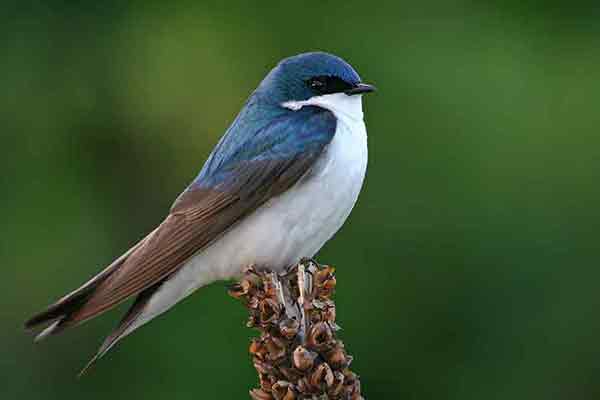 Nadobniczka drzewna (Tachycineta bicolor)