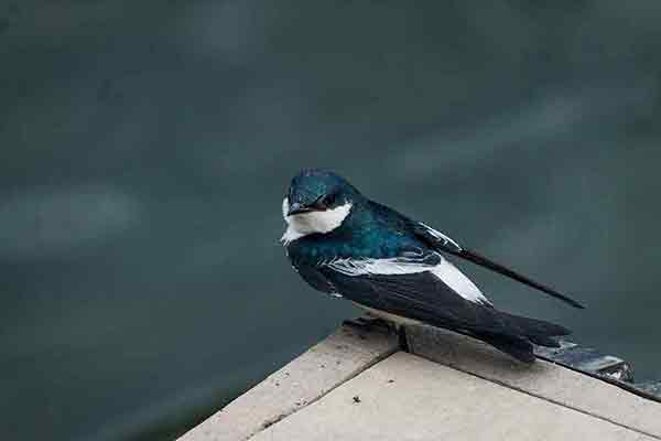 Nadobniczka zielono-biała (Tachycineta albiventer)