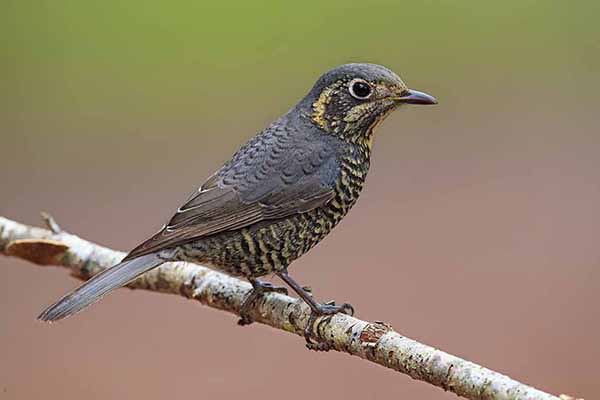 Nagórnik kasztanowobrzuchy (Monticola rufiventris)