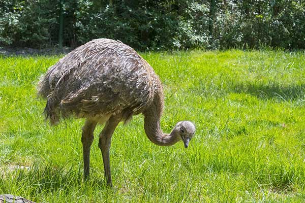 Nandu plamiste (Rhea pennata)