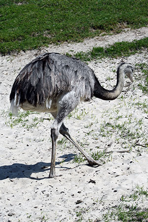 Nandu szare (Rhea americana)