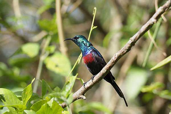 Nektarnik ozdobny (Cinnyris erythrocercus)