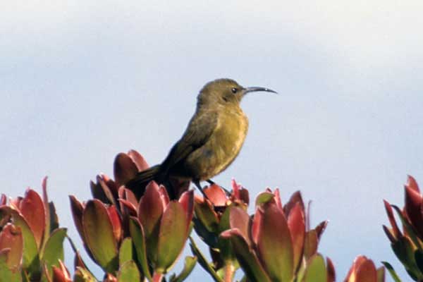 Nektarnik przylądkowy (Anthobaphes violacea)