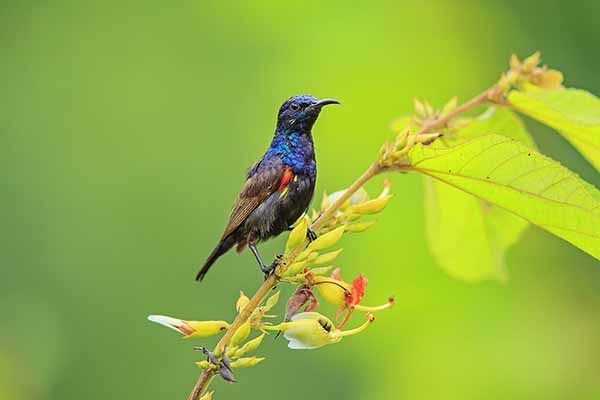 Nektarnik stalowy (Cinnyris asiaticus)