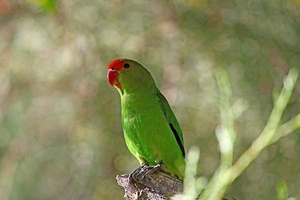 Nierozłączka czarnoskrzydła (Agapornis taranta)