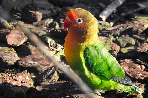 Nierozłączka krasnogłowa (Agapornis lilianae)