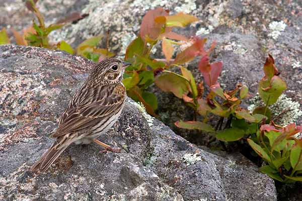 Nieszporek (Pooecetes gramineus)