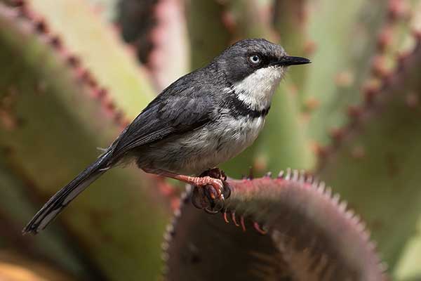 Nikornik obrożny (Apalis thoracica)