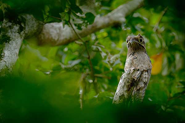 Nocolot szary (Nyctibius griseus)