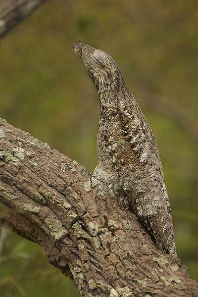 Nocolot wielki (Nyctibius grandis)