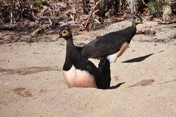 Nogal hełmiasty (Macrocephalon maleo)