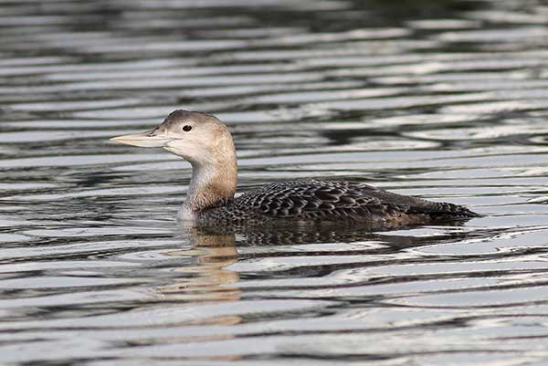 Nur białodzioby (Gavia adamsii)