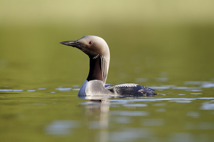 Nur czarnoszyi (Gavia arctica)