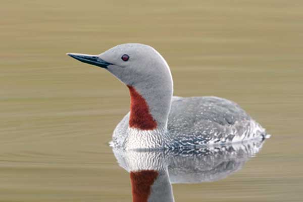 Nur rdzawoszyi (Gavia stellata)