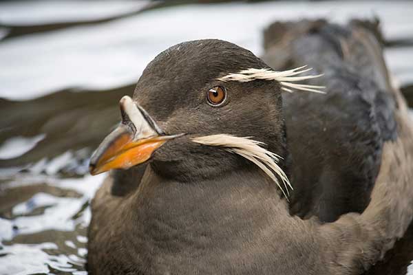 Nurek (Cerorhinca monocerata)