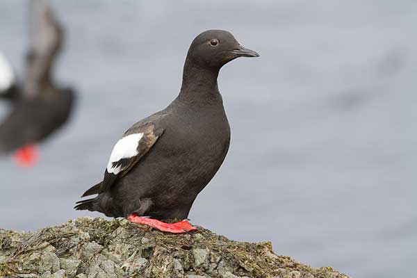 Nurnik aleucki (Cepphus columba)