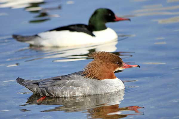 Nurogęś (Mergus merganser)