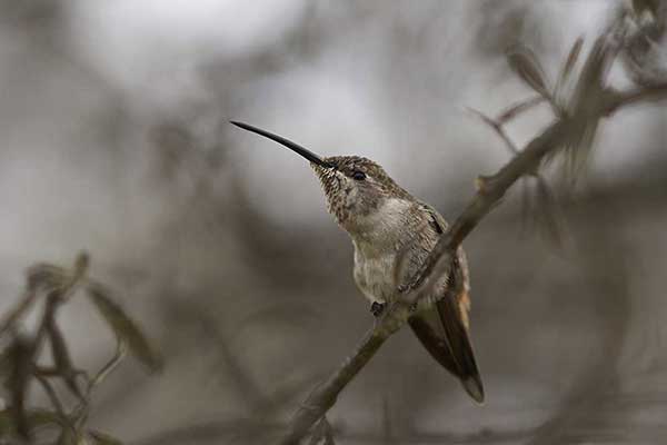 Oazik (Rhodopis vesper)