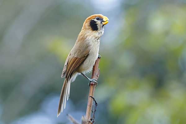 Ogoniatka czarnoucha (Paradoxornis guttaticollis)