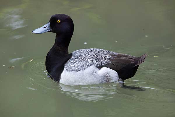 Ogorzałka mała (Aythya affinis)