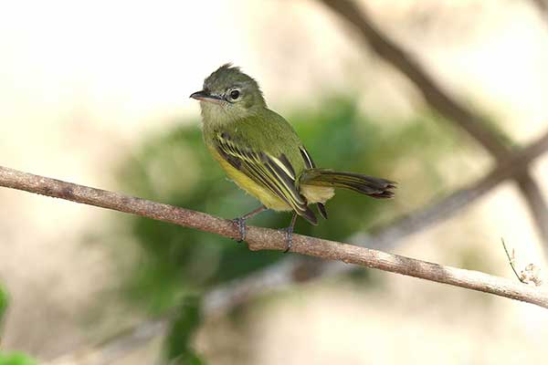 Oliwiak jasnogardły (Tolmomyias sulphurescens)