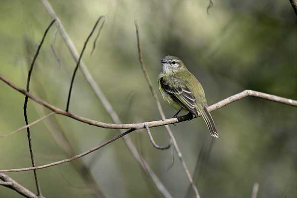 Oliwiarek jasnogardły (Phyllomyias fasciatus)