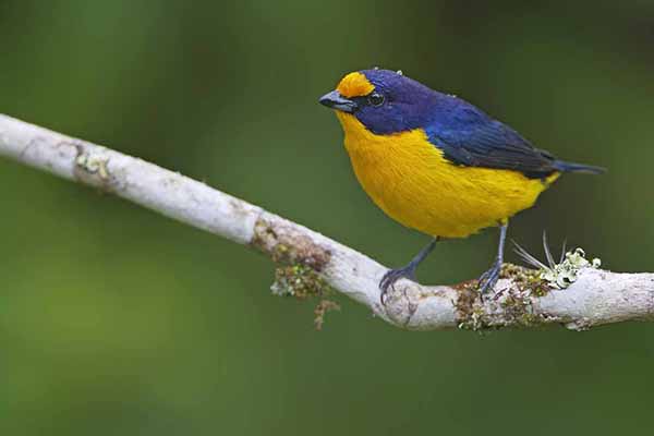 Organka fioletowa (Euphonia violacea)