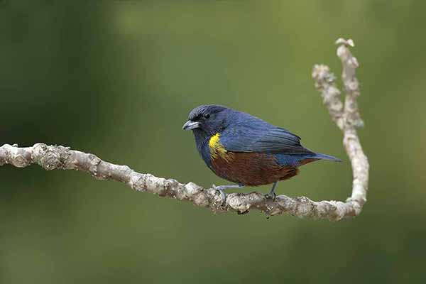 Organka kasztanowata (Euphonia pectoralis)