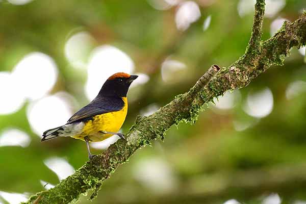 Organka rudołbista (Euphonia anneae)