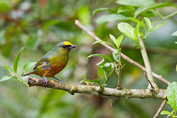 Organka zielonkawa (Euphonia gouldi)