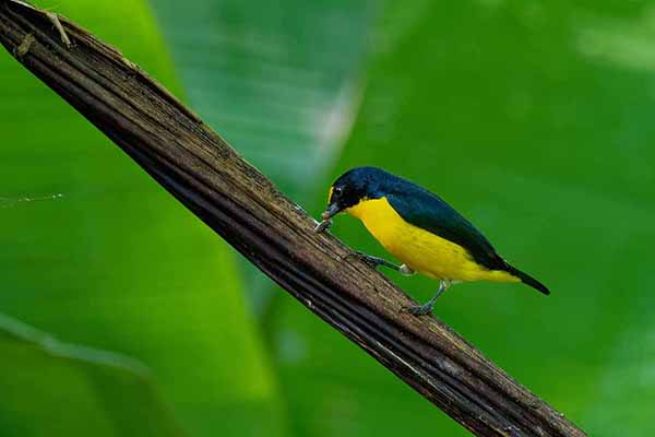 Organka żółtogardła (Euphonia hirundinacea)