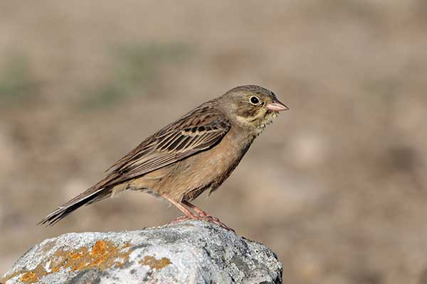 Ortolan (Emberiza hortulana)