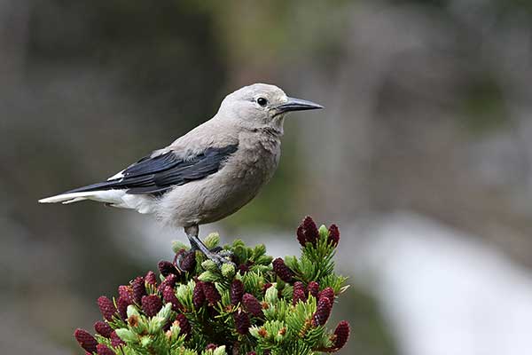 Orzechówka popielata (Nucifraga columbiana)