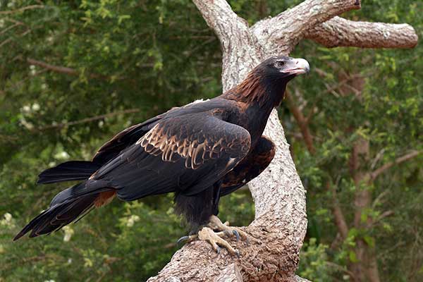 Orzeł australijski (Aquila audax)