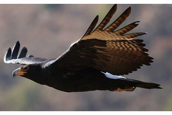 Orzeł czarny (Aquila verreauxii)