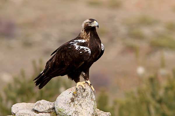 Orzeł iberyjski (Aquila adalberti)