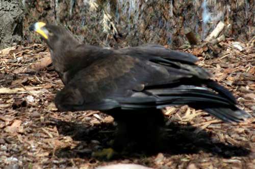 Orzeł stepowy (Aquila nipalensis)