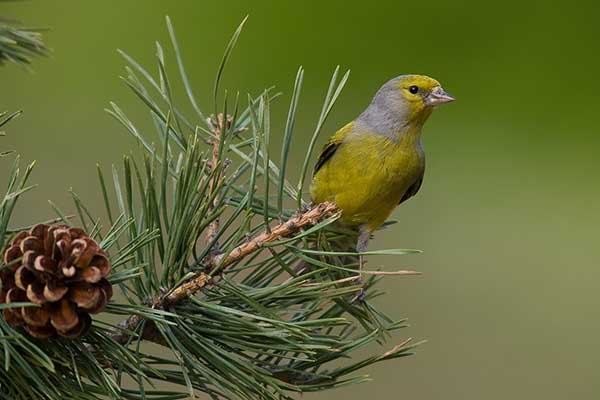 Osetnik (zwyczajny) (Carduelis citrinella)