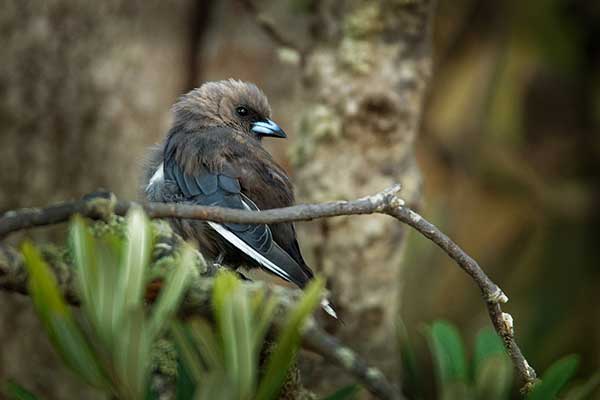 Ostrolot ciemny (Artamus cyanopterus)