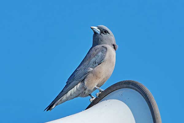 Ostrolot palmowy (Artamus fuscus)