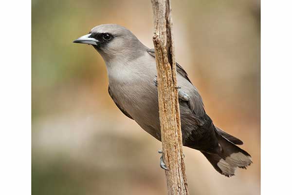 Ostrolot szary (Artamus cinereus)