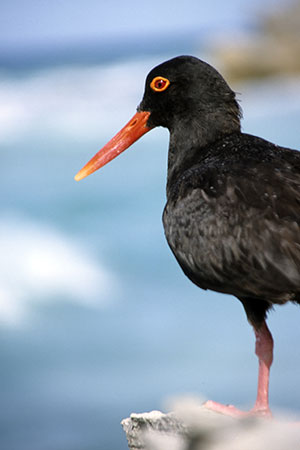 Ostrygojad afrykański (Haematopus moquini)