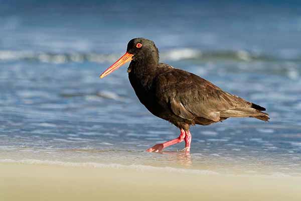 Ostrygojad australijski (Haematopus fuliginosus)