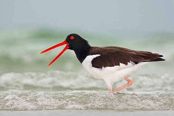 Ostrygojad brunatny (Haematopus palliatus)