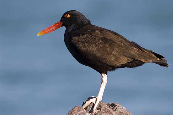 Ostrygojad czarniawy (Haematopus ater)