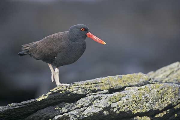 Ostrygojad czarny (Haematopus bachmani)