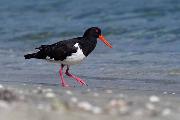 Ostrygojad długodzioby (Haematopus longirostris)